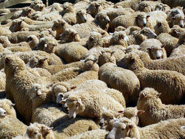 رئیس اتحادیه گوشت گوسفندی تهران: قیمت دام زنده در عید قربان بیش از 12500 تومان نیست