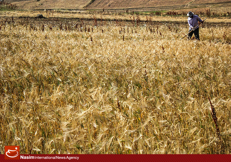 "تولید 1250 گرم گندم با  مصرف هر مترمکعب آب عملیاتی  می‌شود"