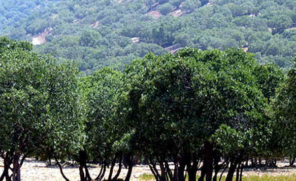 معاون وزیر جهاد: منابع طبیعی 80 درصد پهنای کشور را تشکیل داده است