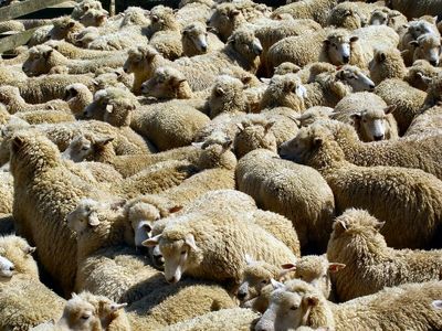 رئیس اتحادیه گوشت گوسفندی: دام زنده را از مراکز بهداشتی خریداری کنید