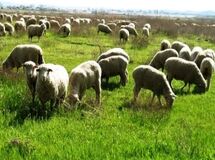 رئیس سازمان عشایر: 1800 میلیارد ریال برای تولید گوشت عشایر اختصاص یافت