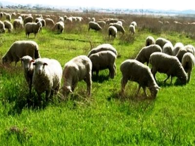 رئیس سازمان عشایر: 1800 میلیارد ریال برای تولید گوشت عشایر اختصاص یافت