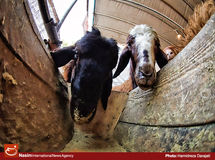 " 10 میلیارد تومان غرامت بیماری لمپی اسکین به دامداران‌ پرداخت می‌شود"