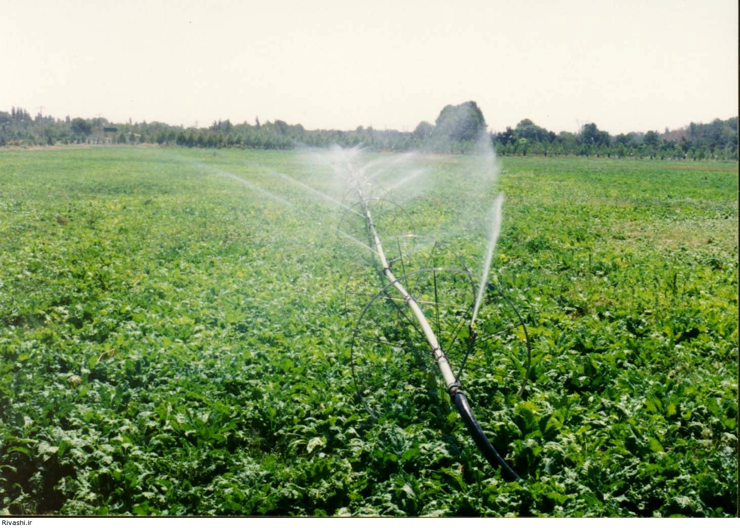 معاون وزیر جهاد کشاورزی: 1300 میلیارد تومان برای آبیاری نوین اختصاص داده شد