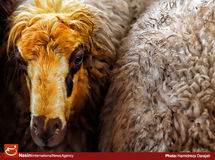 رئیس سازمان امور عشایر: 40 درصد دام عشایر تا پایان سال بیمه میشوند