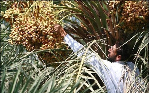 اکبری: بیشتر تولیدات خرمای کشور به روسیه خواهد رفت