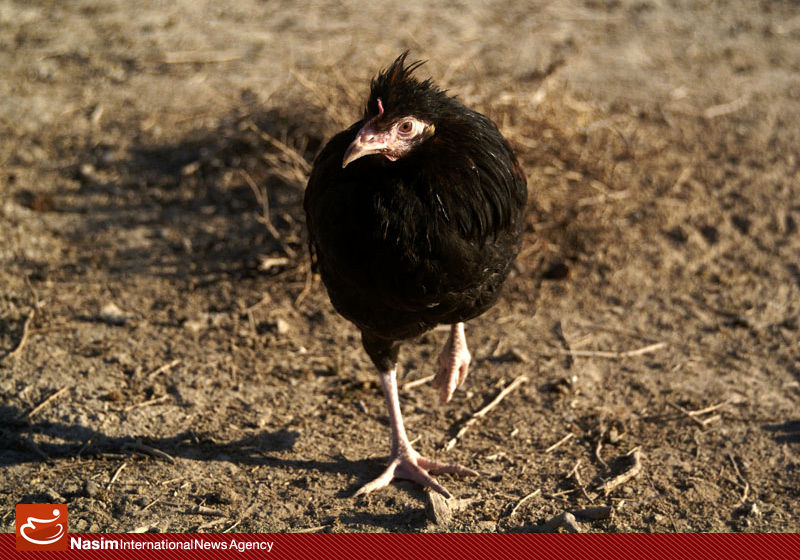 مدیرکل دفتر بهداشت دامپزشکی: 4200 مرغداری بدون مجوز در کشور نیازمند ساماندهی است