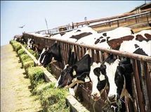 رئیس انجمن صنفی گاوداران، آخرین وضعیت یارانه دامدارها را اعلام کرد