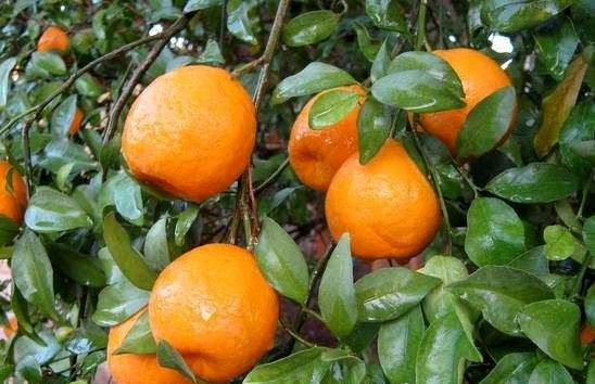 بانک مرکزی: نارنگی 19.5 درصد گران شد