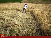 تولید گندم ایران در سال ۲۰۱۴ ، 10 درصد کاهش یافت