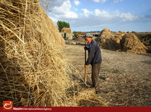 قیمت گندم و خوراک دام در بازارهای جهانی کاهش یافت