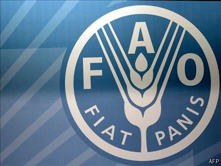 فائو: هزینه مواد غذایی در سبد مصرف مردم جهان بازهم کاهش یافت