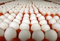 تخم مرغ ایرانی به کدام کشورها صادر می‌شود؟
