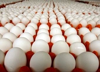 تخم مرغ ایرانی به کدام کشورها صادر می‌شود؟
