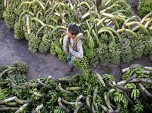 رئیس سازمان مرکزی تعاون روستایی: نوسان قیمت موز جهانی است نه داخلی