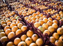 میوه شب عید استان تهران در 500 مرکز عرضه می‌شود