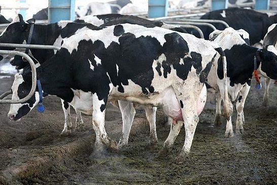 نخستین مرکز تولید و انجماد اسپرم گاو با حضور جهانگیری کشور به بهرهبرداری رسید