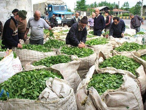 مصوبه خرید تضمینی چای و پیله تر ابریشم ابلاغ شد