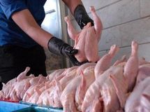 رئیس اتحادیه فروشندگان مرغ و ماهی: قیمت مرغ امروز گران شد