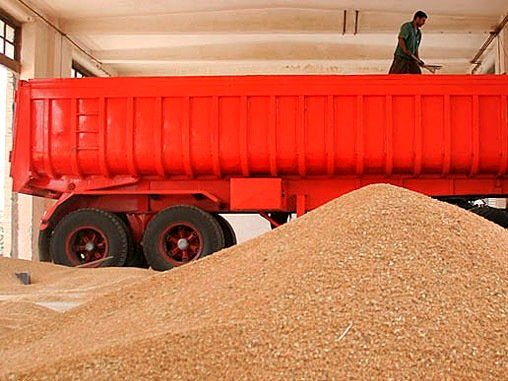 حجتی: واردات گندم از 500 هزار تا یک میلیون تن کاهش مییابد
