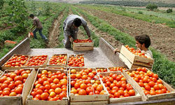 قیمت تضمینی محصولات کشاورزی ابلاغ شد+جدول