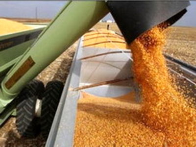 بیش از 696 هزار تن گندم از کشاورزان خریداری شد