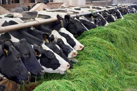 رئیس انجمن صنفی گاوداران: کم‌آبی امسال قیمت علوفه را 100  درصد افزایش داد