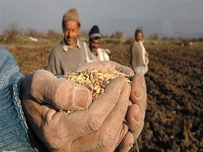 خرید تضمینی گندم از یک میلیون و 100 هزار تن گذشت
