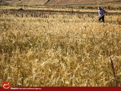بانک مرکزی موظف به اختصاص تسهیلات برای خرید گندم داخلی شد