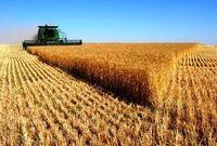 معاون وزیر جهاد کشاورزی: گندم مصرفی شش ماه کشور تأمین شد