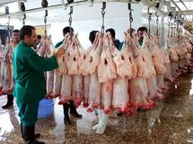 رئیس اتحادیه گوشت گوسفندی: بیماری تب کریمه کنگو به تهران نرسیده است
