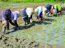 جزئیات طرح خوداتکایی برنج اعلام شد
