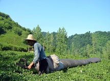 تسهیلات یارانه‌ای برای تجهیز باغ‌های چای به سامانه‌های آبیاری تحت فشار
پرداخت می‌شود