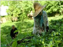 مطالبات چای بهاره کشاورزان پرداخت شد