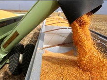 خرید تضمینی گندم از پنج میلیون تن گذشت