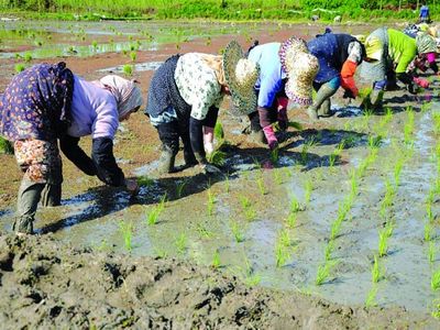 طرح خوداتکایی 65 درصدی برنج تدوین شد