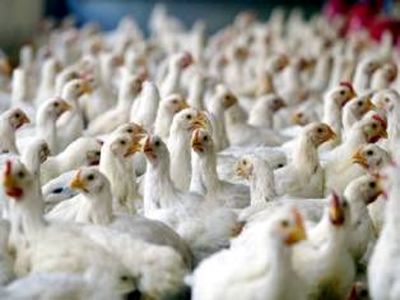 هیأت دولت 20 میلیارد ریال برای کمک به مرغداران مازندران
اختصاص داد