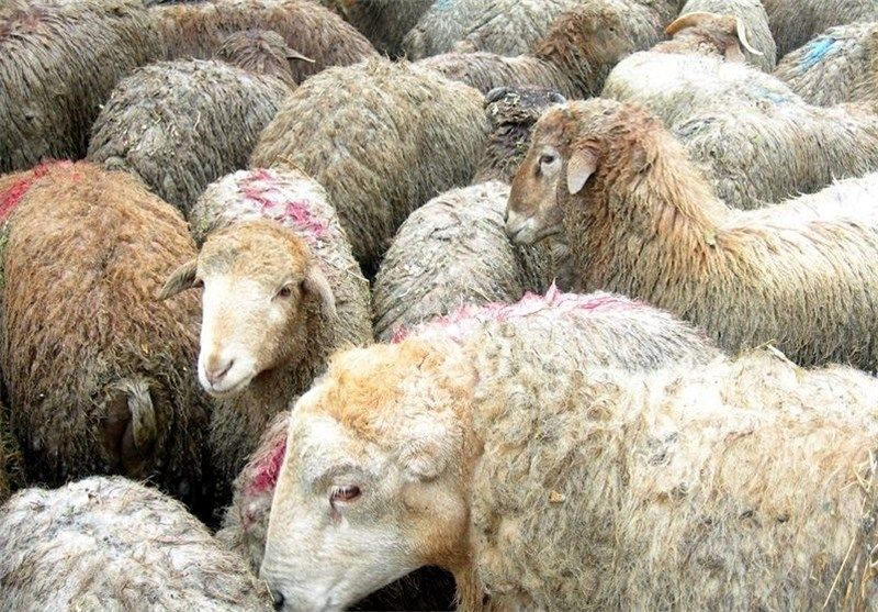 واکنش رئیس اتحادیه گوشت به  واردات گوشت از استرالیا؛ دامداران  متضرر میشوند
