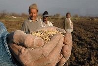اخذ مابه‌التفاوت ۱۵۰ تومانی واردات جو و گندم لغو شد