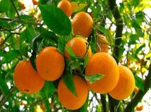 هیچ واردکننده‌ای امسال به فکر واردات مرکبات نباشد