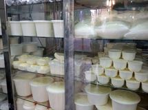 رئیس اتحادیه لبنیات سنتی: شیوع تب مالت در محصولات لبنی سنتی شایعه است