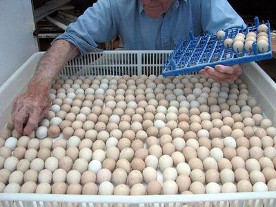 دبیر کانون سراسری مرغ تخم‌گذار: ترکیه در بازار تخم مرغ جای ایران را گرفت