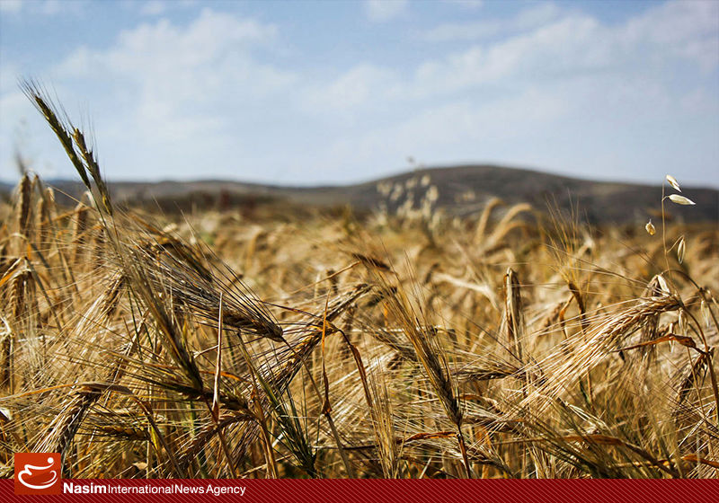 واردات گندم متوقف شد