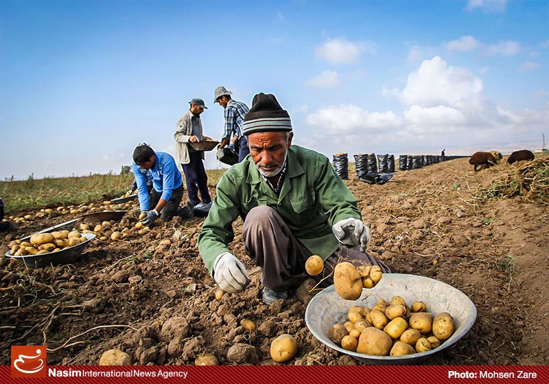 رئیس بارفروشان سیب‌زمینی:‌ چال کردن 1700 تن سیب‌ زمینی واقعیت ندارد
