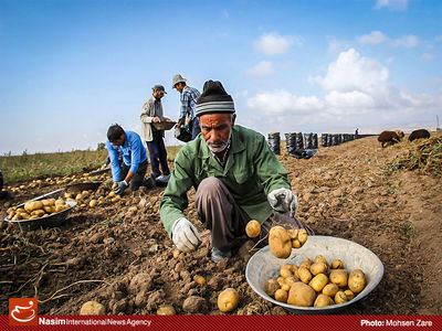 رئیس بارفروشان سیب‌زمینی:‌ چال کردن 1700 تن سیب‌ زمینی واقعیت ندارد