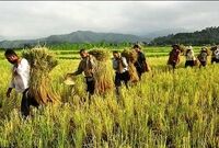 قائم مقام صندوق بیمه کشاورزی: خطاب تجمع‌‌کنندگان مجلس است نه صندوق بیمه کشاورزی!