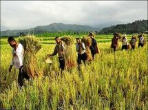 قائم مقام صندوق بیمه کشاورزی: خطاب تجمع‌‌کنندگان مجلس است نه صندوق بیمه کشاورزی!