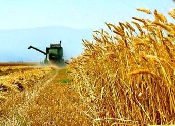 نماینده مجلس: نرخ خرید تضمینی گندم به کشاورزان اعلام شود
