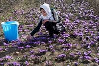 طلای سرخ ایران در گرداب قاچاق و بی‌برندی/ چرا اسپانیا برند زعفران ایران را تصاحب کرده است؟
