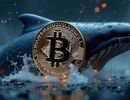 فعالیت نهنگ بیت‌کوین پس از ۱۳ سال / بیت‌کوین بخریم یا خیر؟
